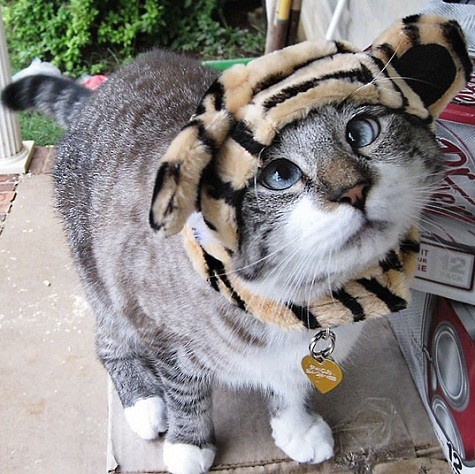 Mèo Spangles dễ thương trong chiếc mũ hình con hổ
