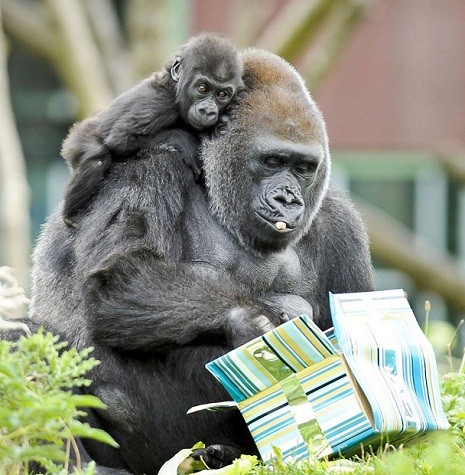 Kukena – con khỉ đột vùng đất thấp phía Tây bám vào mẹ Salome của mình trong khi mẹ nó đang mở quà tặng là những gói thực phẩm dành cho Kukena vào ngày sinh nhật đầu tiên tại vườn bách thú Bristol