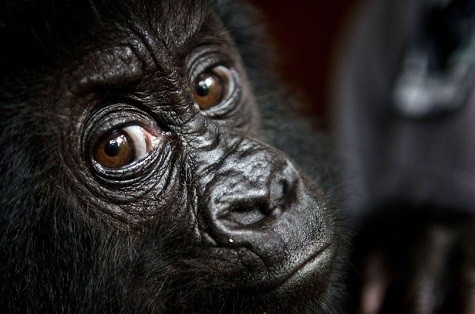 Isangi, một con khỉ đột chín tháng tuổi, tại công viên Quốc gia Virunga ở Rumangabo, Cộng hòa Dân chủ Congo