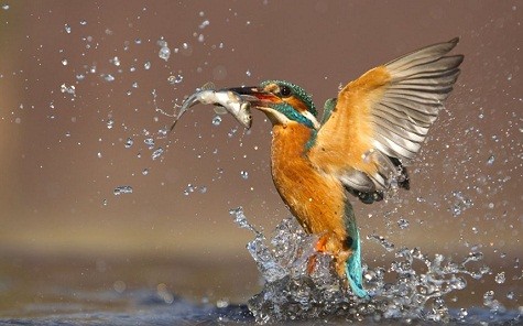 Con chim bói cá này vừa giành được chiến lợi phẩm. Hình này này được lưu lại bởi nhiếp ảnh gia Danny Green trên một con sông ở Worcestershire.