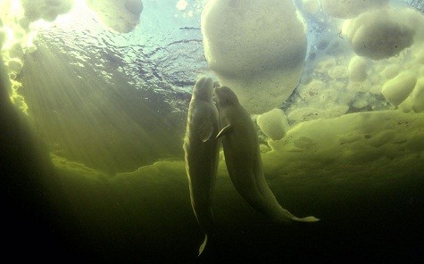Hai con cá voi beluga bơi với nhau dưới băng ở Mourmansk, Nga