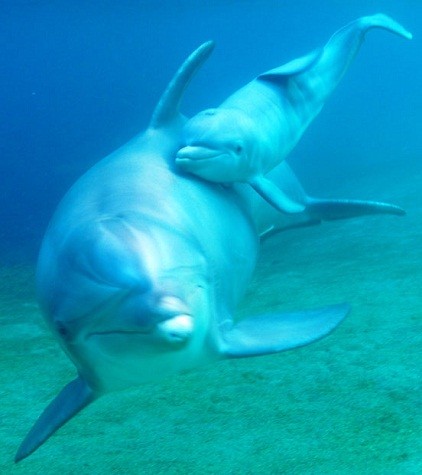 Keo, một con cá heo 12 tuổi tại Dolphin Quest Hawaii, bơi với đứa con mới sinh của mình.