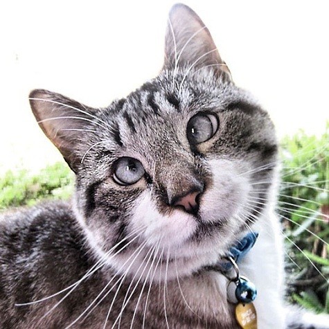 Spangles, chú mèo mắt lác này đã trở thành ngôi sao Facebook sau khi chủ nhân đăng tải những bức hình của chú với những trang phục ngộ nghĩnh lên internet. Hàng ngày, hàng ngàn người hâm mộ đều háo hức được xem những bức hình mới nhất của chú mèo lác mắt này.