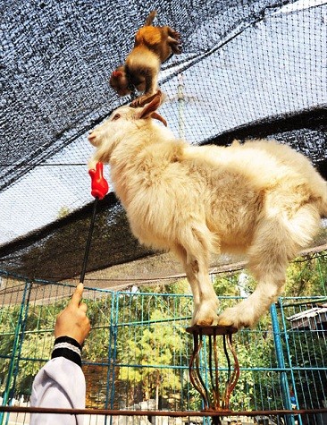 Con khỉ đang giữ thăng bằng trên đầu của một con dê trên một bệ nhỏ trong công viên Highwire tại Cáp Nhĩ Tân, Trung Quốc.