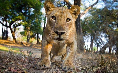 Sư tử cái đang tò mò chiếc camera ngụy trang, trong Luangwa, Zambia.