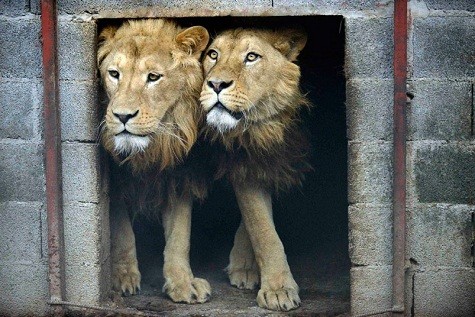 Ivan và Cornel, hai con sư tử 4 tuổi, đứng bên trong một sở thú tư nhân tại Novi Pazar, Serbia bên đường. Những con sư tử này sẽ được chuyển giao cho Lionsrock Big Cats Sanctuary ở Nam Phi.