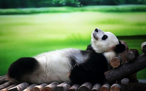 Gấu panda Xin Yue 10 tuổi tại công viên quốc gia Thái Hồ ở Tô Châu, Trung Quốc