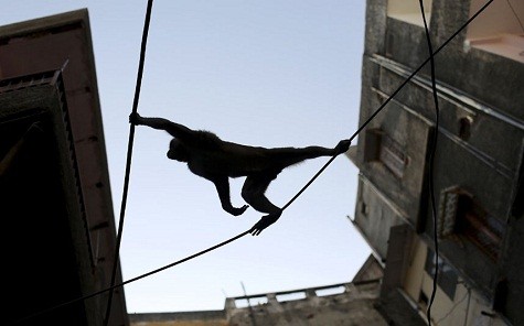 Một giống khỉ nhỏ đang leo dọc theo dây cáp điện trong một khu đô thị ở Rio de Janeiro, Brazil