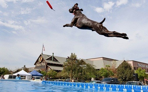 Murphy, một loài chó Đức, nhảy vào hồ bơi trong Splash Dog giải vô địch quốc gia ở Rancho Cucamonga, California