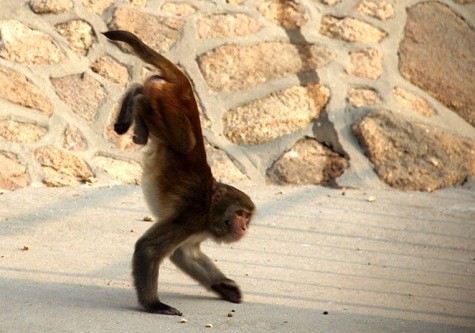 Một con khỉ 8 tuổi tên là Dou Dou đang đi bộ trên chân trước của mình tại Mountain Refuge Shendiao khu bảo tồn động vật hoang dã tại Rongcheng, Trung Quốc. Sau một căn bệnh nghiêm trọng, Dou Dou không thể sử dụng được các chân sau của mình.