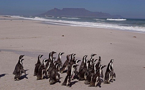 Chim cánh cụt trở lại với đại dương ở ven biển Nam Phi