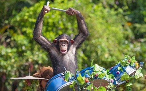 Vườn bách thú Xiang Jiang tại Quảng Châu, thủ phủ của tỉnh Quảng Đông, miền nam Trung Quốc, đã thành lập một dàn nhạc động vật. Một trong các thành viên của dàn nhạc bao gồm một con tinh tinh chơi trống ...