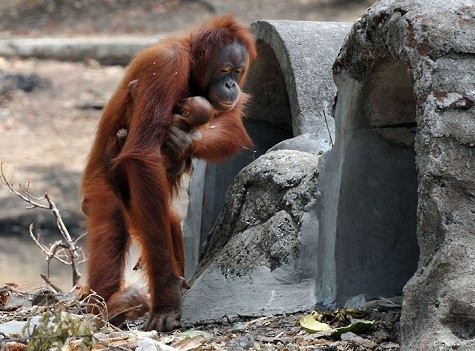 Tori, đười ươi 15 tuổi nổi tiếng với việc hút thuốc lá khi còn nhỏ, nó đang chăm sóc em bé mới sinh của mình tại vườn thú ở Java, In-đô-nê-xi-a.