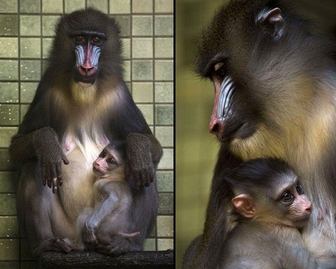 Con khỉ 1 tháng tuổi đang bám vào mẹ của mình tại vườn thú Berlin