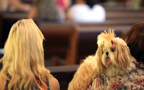 Một con chó ngồi trên vai chủ của mình trong một ngày lễ của Thánh Phanxicô Assisi tại một nhà thờ ở Brasilia. Theo truyền thống, nhà thờ Phanxicô tổ chức một buổi lễ đặc biệt dành cho thú cưng vào ngày 04 tháng mười hàng năm.