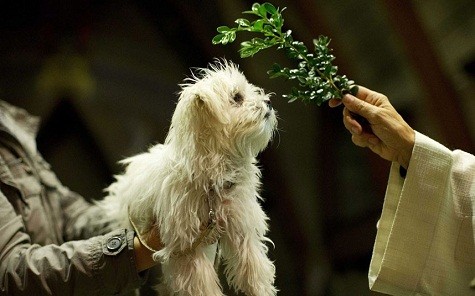 Một con chó được ưu đãi tại một nhà thờ ở Schiedam, Hà Lan, danh dự của Thánh Phanxicô Assisi, vị thánh bảo trợ của động vật.