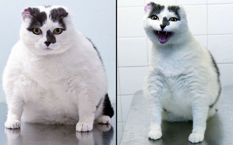 Hình ảnh trước và sau của mèo Fifi Bottomley, một con mèo đen và trắng từ Bradford, sau khi nso đã giảm 22% trọng lượng cơ thể.