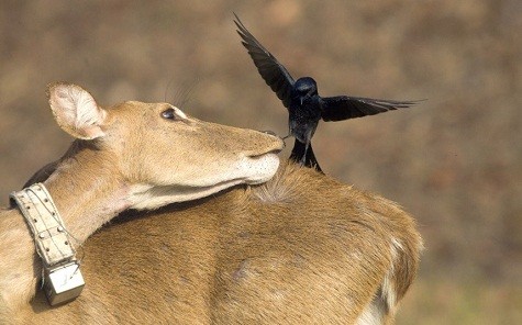 Con chim nhỏ táo bạo ngồi trên lưng một con hươu tại Thái Lan.