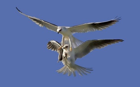 Hai con chim đang tranh giành con mồi trong không trung. Nhiếp ảnh gia Steve Shinn đã ghi lại hình ảnh này ở nông thôn Orange County, California.