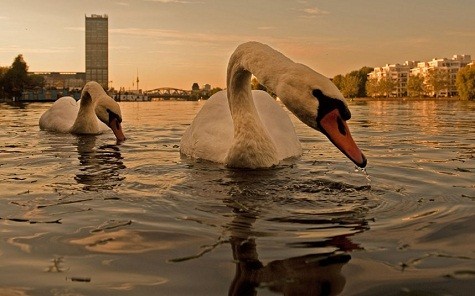 Hai con thiên nga bơi trên sông Spree ở Berlin