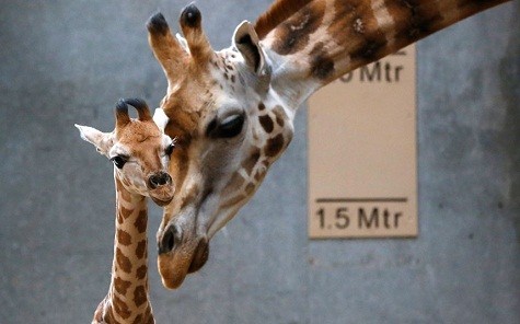 Dagmar - con hươu cao cổ và đứa con mới sinh của mình tại vườn thú Chester ở Cheshire, Anh.