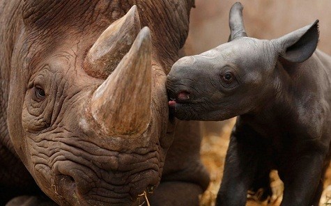 Ema Elsa, tê giác đen chín tuổi và đứa con mới sinh của mình ở vườn bách thú Chester, Cheshire, Anh.