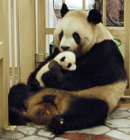 Gấu mẹ panda Rauhin đang giữ em bé, sinh ngày 10 tháng 8, tại vườn thú Thế giới ở Shirahama trong quận Wakayama, miền Tây Nhật Bản