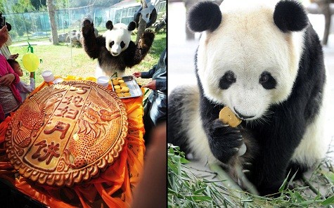 Một gấu trúc khổng lồ có tên là Thanh Phong nhìn một chiếc bánh lớn tại vườn bách thú Nanshan. Chiếc bánh nướng này dành cho chú nhân Tết trung thu truyền thống của Trung Quốc.