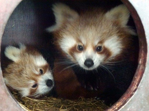 Hai anh em sinh đôi gấu trúc đỏ có tên là Yin và Yang, sinh ra tại vườn bách thú Whipsnade ở Bedfordshire.