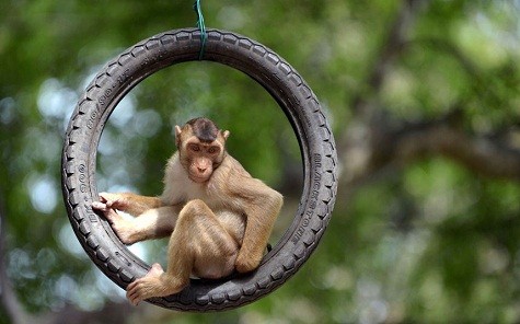 Một con khỉ khỉ hoang dã bị treo trong lốp xe ở ngoại ô Kuala Lumpur, Ma-lay-xi-a