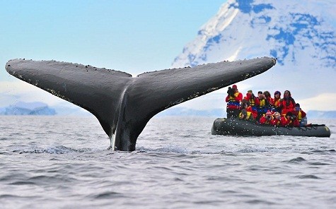 Một con cá voi lưng gù tại Bán đảo Nam Cực đang ngụp lặn. Du khách trên tàu Zodiac đã xem và ghi lại hình ảnh đẹp này.