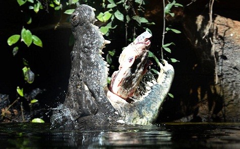 Một con cá sấu 700 kg được gọi là Rex – là một trong những con cá sấu lớn nhất thế giới. Nó đang thưởng thức một bữa ăn ngon lành từ sau ba tháng ngủ đông tại vườn bách thú Sydney