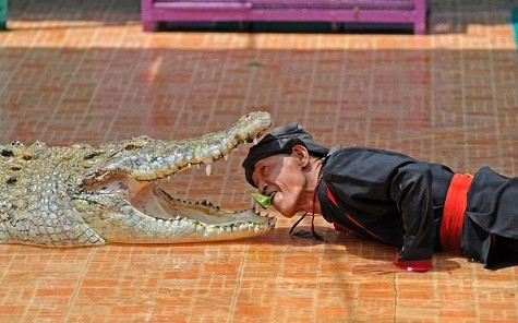 Joko Tingkir miệng nhai một lá trầu chui vào bên trong miệng của một con cá sấu tại Công viên cá sấu Cibarusah, In-đô-nê-xi-a
