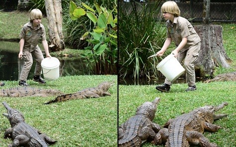 Robert Irwin, cậu con trai tám tuổi của 'Crocodile Hunter Steve Irwin, đang nuôi cá sấu nước ngọt ở Australia Zoo, Beerwah, Queensland