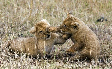 Nhiếp ảnh gia Ed Brown đã ghi được hình ảnh hai con sư tử gấu con chơi đùa với nhau tại Masai Mara ở Kenya