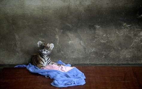Con hổ con nằm ở một phòng trong vườn ươm tại vườn thú Thượng Hải