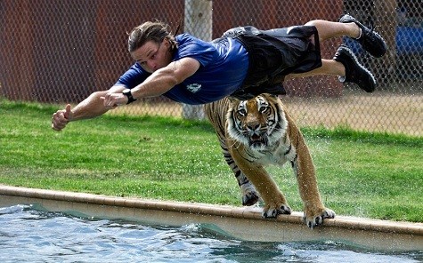 Con hổ đang đuổi người quản lý khiến anh phải ngã nhào xuống nước tại công viên hoang dã ở Camp Verde, Arizona