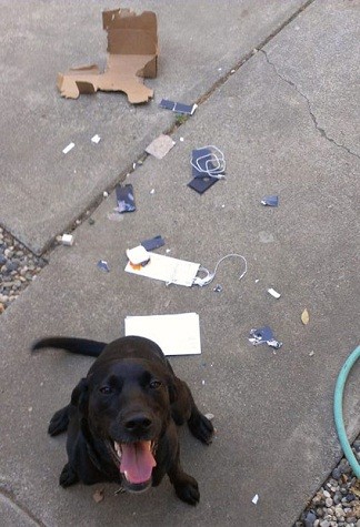 Con chó này như vừa lập được thành tích vì đã phá hoại được chiếc iPhone 5 đắt giá của chủ nó.