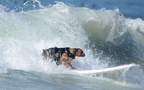 Hanzo, một chú chó Anh 4 tuổi, đang lướt sóng trong cuộc thi dành cho chó hàng năm tại bãi biển Huntington ở California