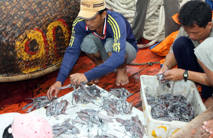Cá được vận chuyển hết, những con mực còn lại được chia đều cho những người cùng đánh cá trong một thuyền.