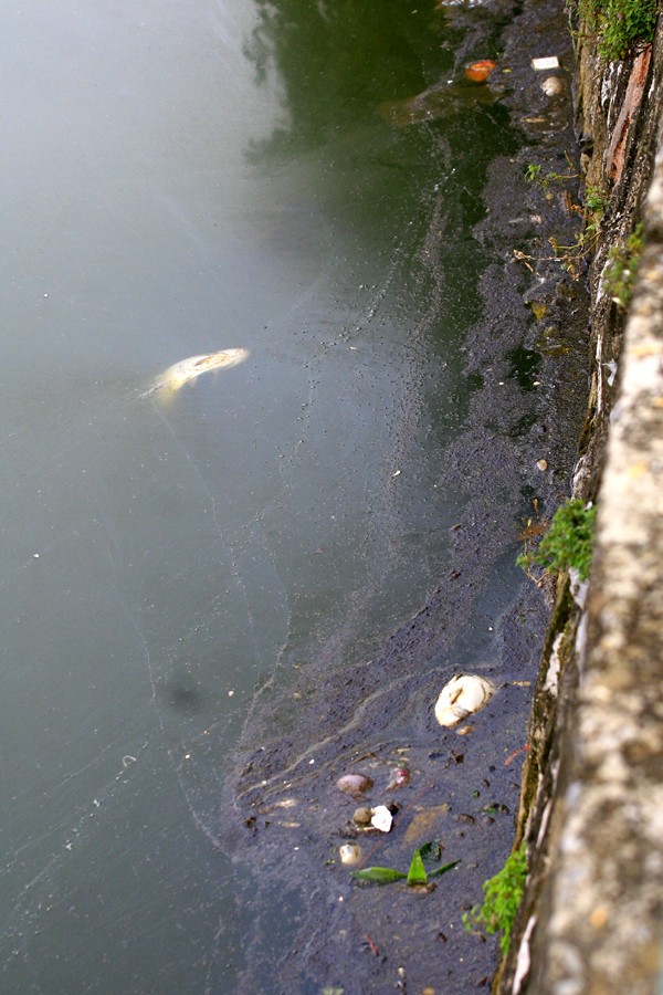 Cá chết là một phần không nhỏ khiến Hồ Tây ô nhiễm nặng