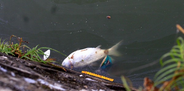 Không khó tìm thấy xác cá chết ven Hồ Tây