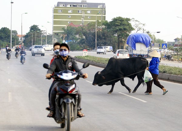 Nhiều người dân vẫn thản nhiên chăn bò trên đường cao tốc như ngoài đồng cỏ