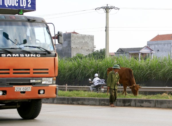 Đoạn ngã ba đường quốc lộ 2 nối với tuyến Bắc Thăng Long - Nội Bài thường xuyên có trâu bò được chăn thả bừa bãi bất chấp nguy hiểm