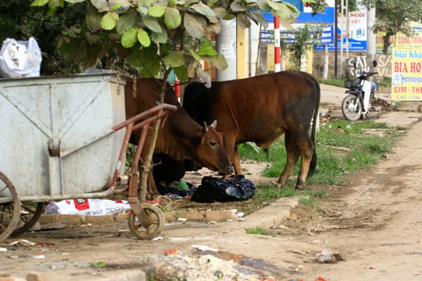 Những chú bò thản nhiên ăn rác và có thể phi ra đường bất kì lúc nào