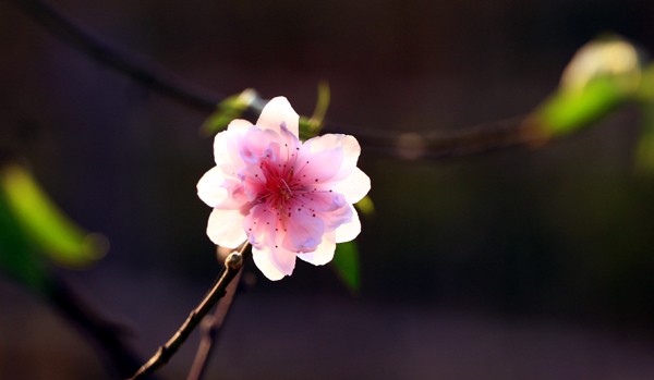 Hoa đào nở sớm ở Nhật Tân khoe sắc trong nắng ấm những ngày qua
