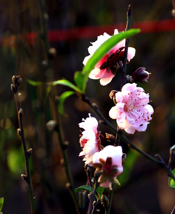 Nhiều gốc đào đã nở hoa rực rỡ trên cánh đồng Nhật Tân dù còn hơn 1 tháng nữa mới đến Tết Nguyên Đán...
