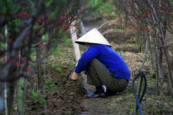 Người nông dân Nhật Tân đang rất bận rộn với những khâu chuẩn bị để hãm đào ra kịp vụ Tết