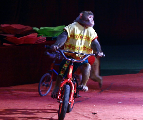 Các chú khỉ đáng yêu cũng xuất hiện với màn đua xe đạp.