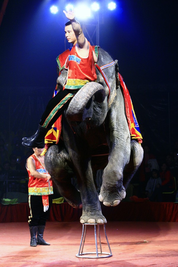 Hiếm hoi lắm các khán giả nhí mới được nhìn tận mắt một chú voi thật to như thế này nên ngay khi "diễn viên" voi xuất hiện, tất cả vỗ tay vang dội cho màn trình diễn một chân độc đáo này.